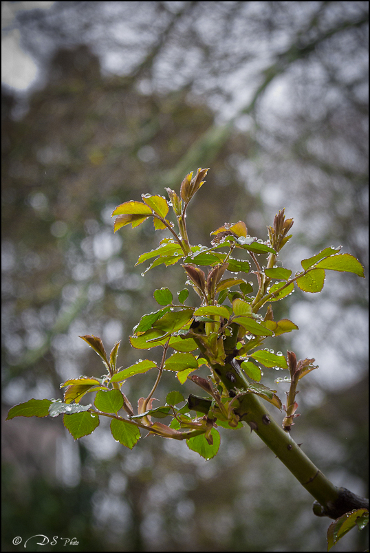 L\'orage approche - 16.03.2011-2-800.jpg