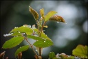 Après l'orage