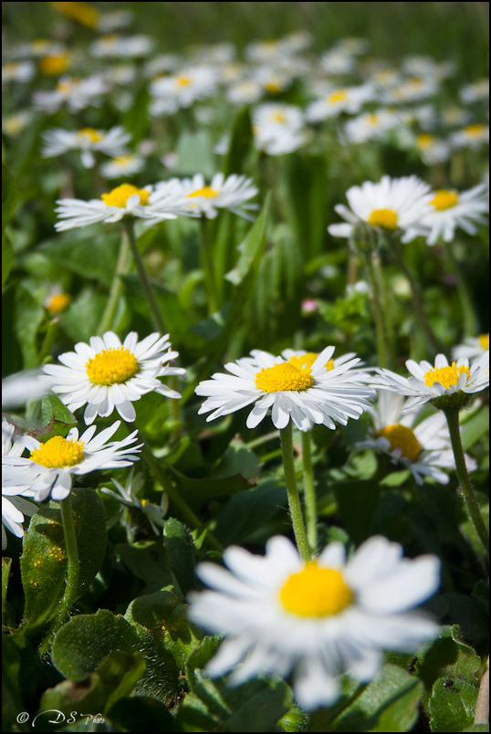 Les fleurs du Printemps - 26.03.2011-8-800.jpg