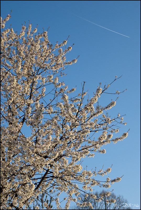 Les fleurs du Printemps - 29.03.2011-6-800.jpg