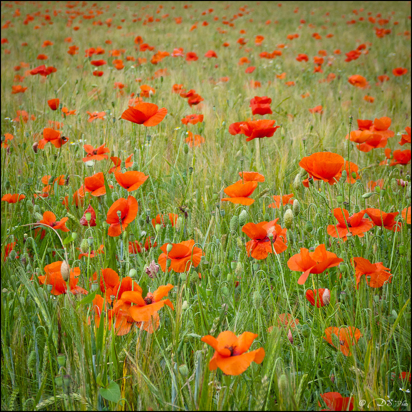 Dans Les Blés - 12.06.2011-28-800-3.jpg