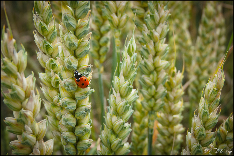 Dans Les Blés - 12.06.2011-31-2-800.jpg