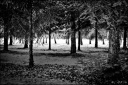 Neige 2012 - 04.02_Sapins-HDR-800.jpg