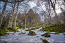 Balade rafraîchissante en forêt