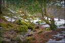 Balade rafraîchissante en forêt