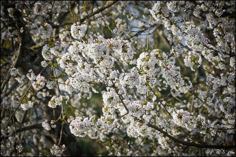 Couleurs Printanières - Cerisier en fleurs - 06.04.2012 -2-800.jpg