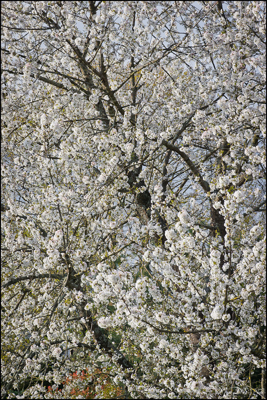 Couleurs Printanières - Cerisier en fleurs - 06.04.2012 -4-800.jpg