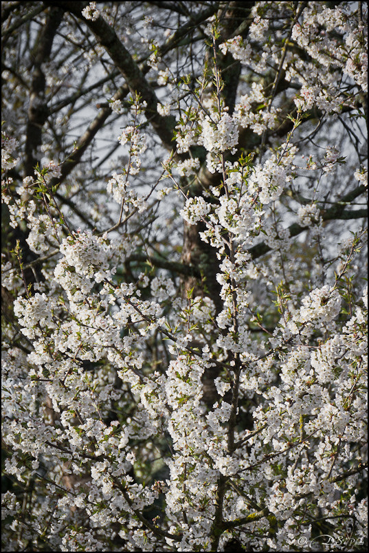 Couleurs Printanières - Cerisier en fleurs - 07.04.2012 -8-800.jpg