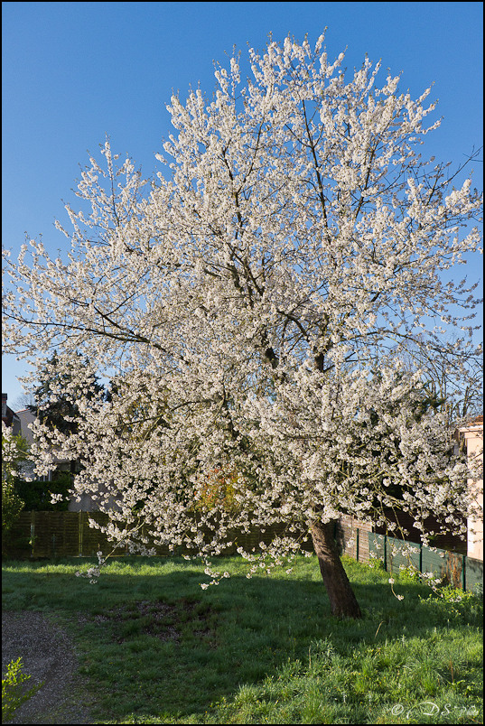 Couleurs Printanières - Cerisier en fleurs - 07.04.2012 -15-800-2.jpg