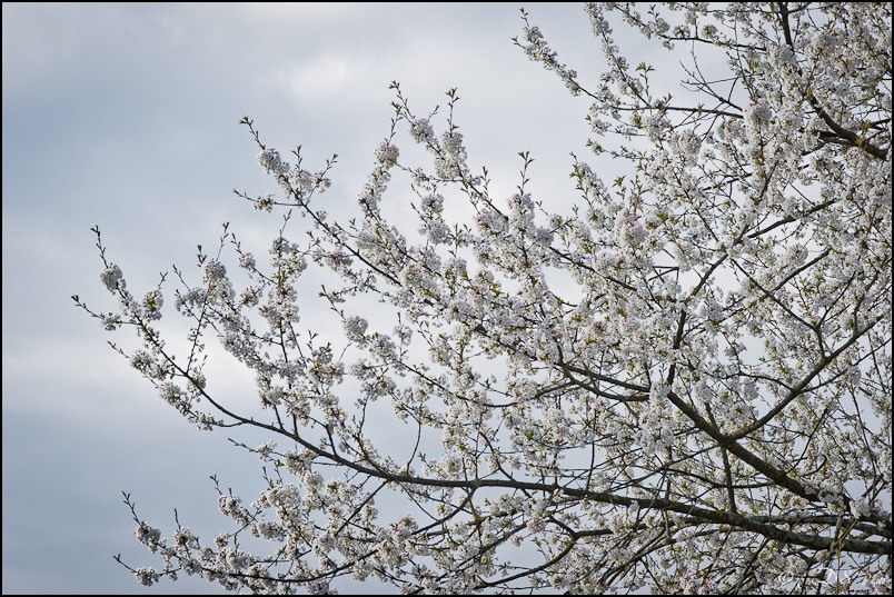 Couleurs Printanières - Cerisier en fleurs - 06.04.2012 -6-800-3.jpg