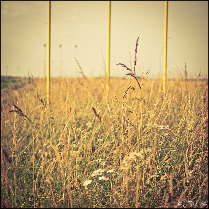 Etranges Plantations - 08.07.2013-25-700.jpg