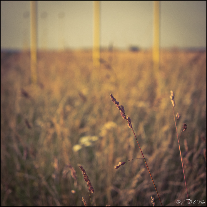 Etranges Plantations - 08.07.2013-24-700.jpg