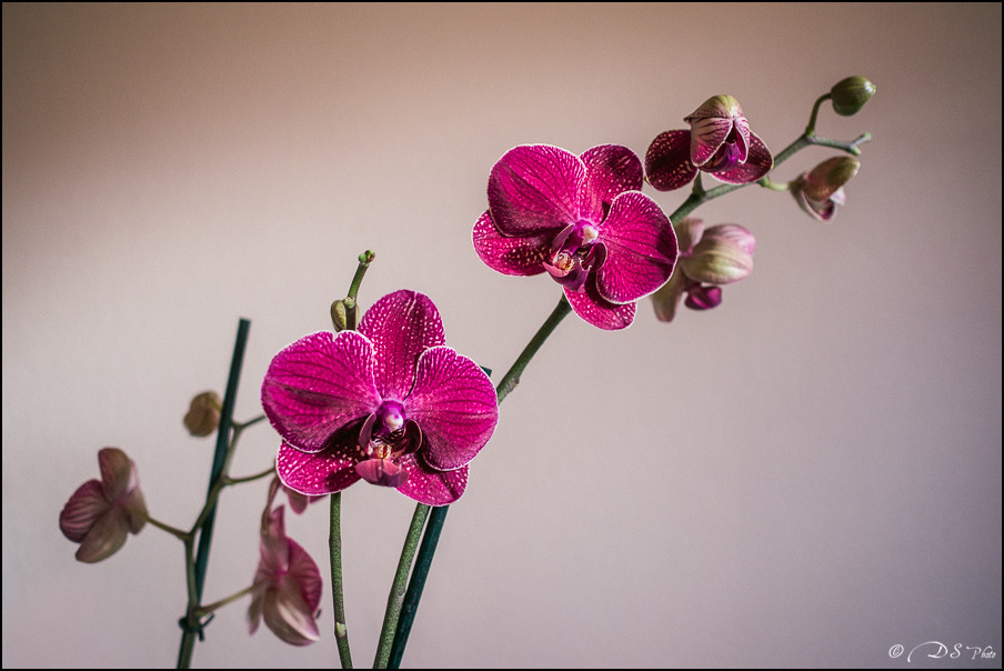 Orchidée - 20.12.2013-5-800.jpg