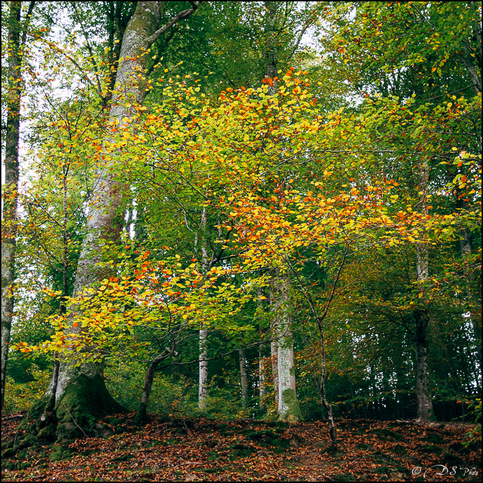 Balade au Vallon du Salut - 02.11.2014-5-700.jpg