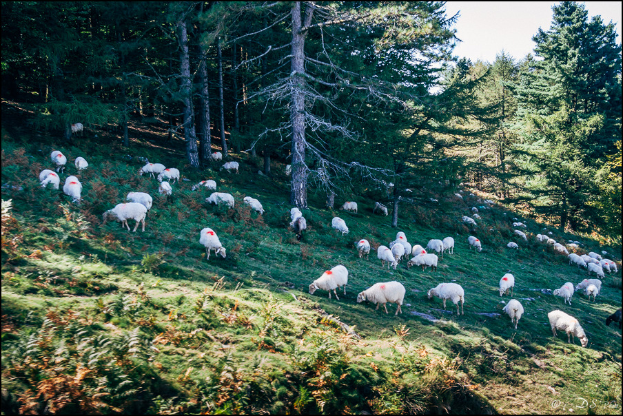 Côte Basque - 01-02.09.2014-487-800.jpg