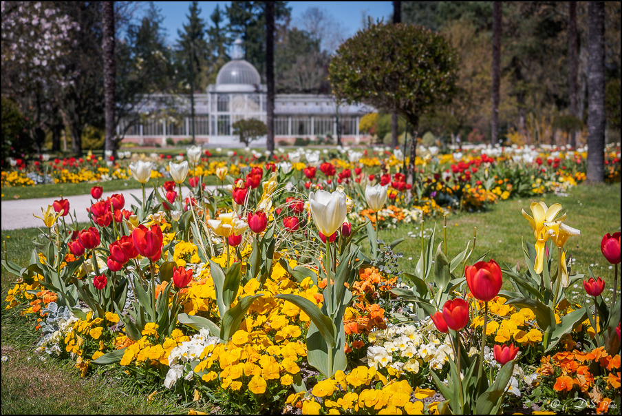 2015-04-07 - Jardin Massey au Printemps-18-800-2.jpg