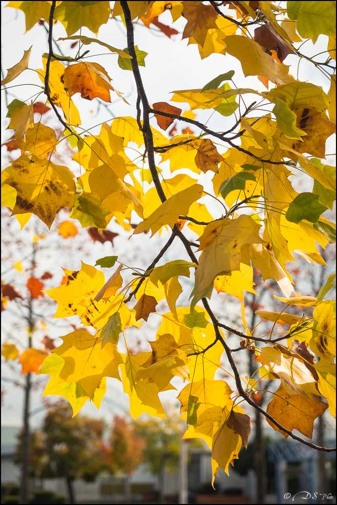 2015-10-25 - Les parures de l'Automne-126-800.jpg