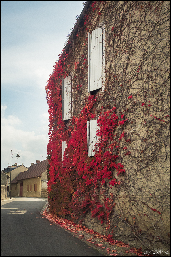 2015-10-25 - Les parures de l'Automne-224-800.jpg