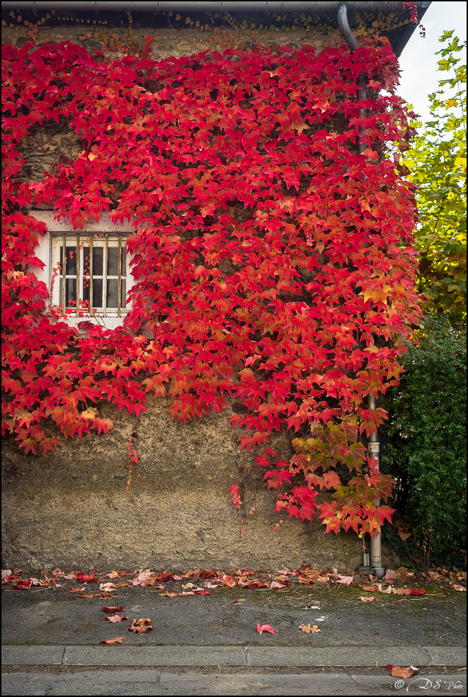 2015-10-25 - Les parures de l'Automne-234-800.jpg