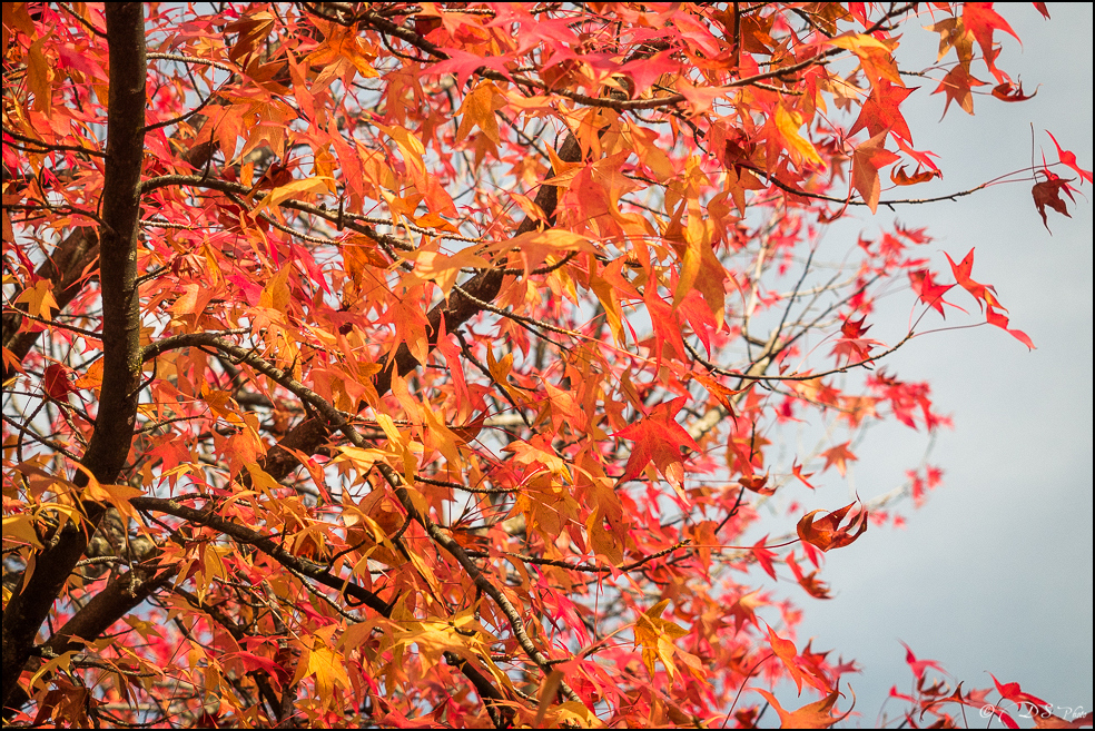 2015-10-25 - Les parures de l'Automne-272-800.jpg