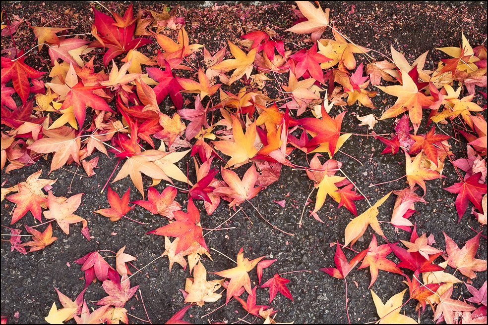 2015-10-25 - Les parures de l'Automne-283-800.jpg