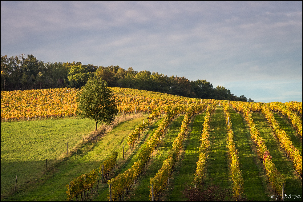 2015-10-25 - Les parures de l'Automne-289-800.jpg