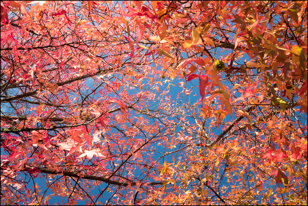 2015-10-25 - Les parures de l'Automne-2-800.jpg