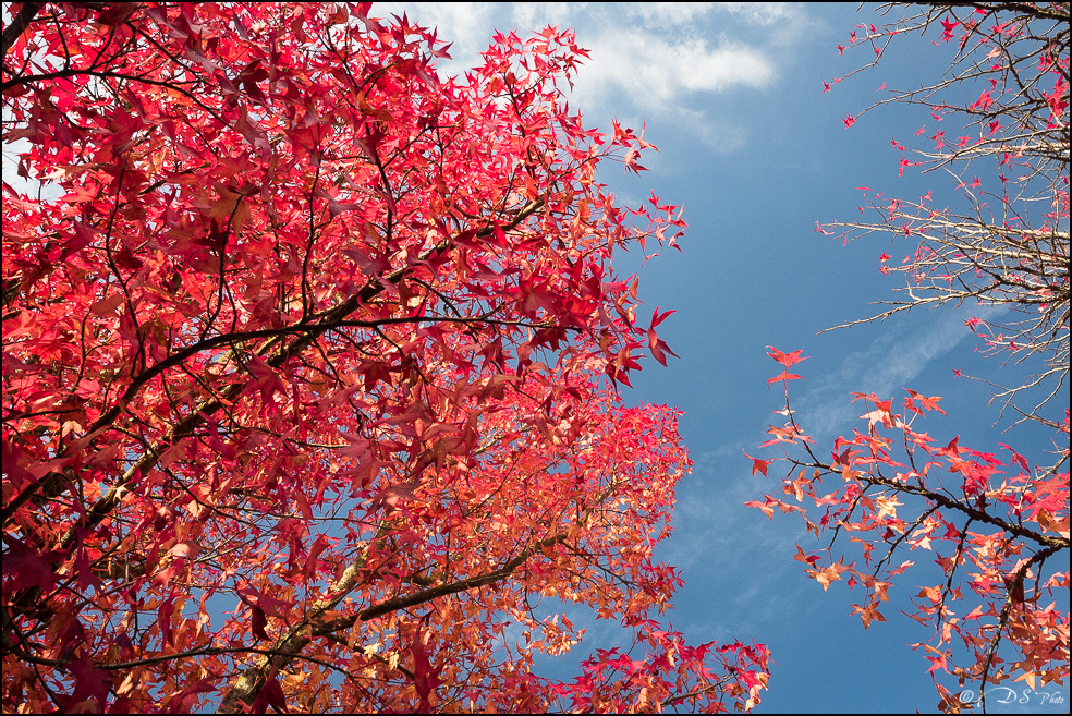 2015-10-25 - Les parures de l'Automne-5-800.jpg