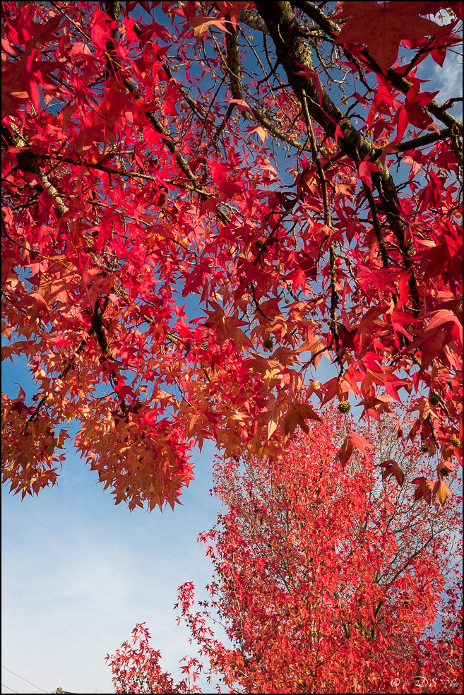 2015-10-25 - Les parures de l'Automne-12-800.jpg