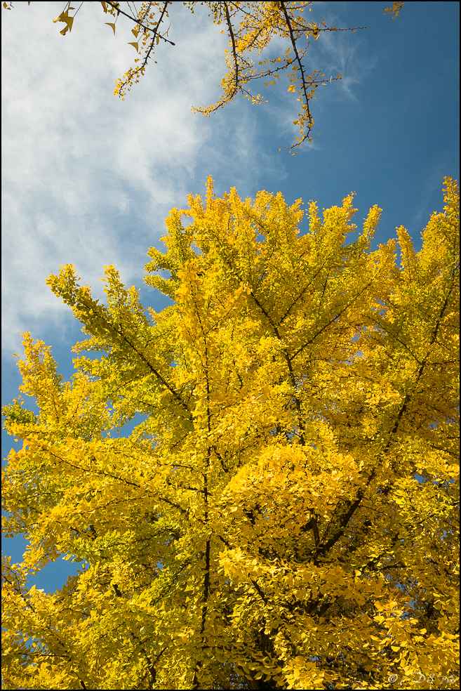 2015-10-25 - Les parures de l'Automne-14-800.jpg