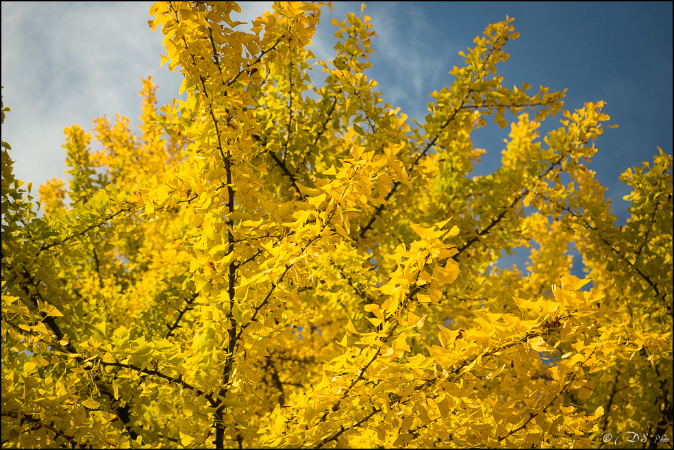 2015-10-25 - Les parures de l'Automne-17-800.jpg