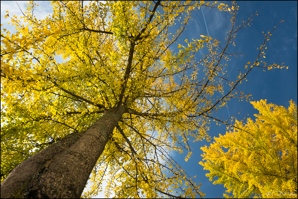 2015-10-25 - Les parures de l'Automne-26-800.jpg