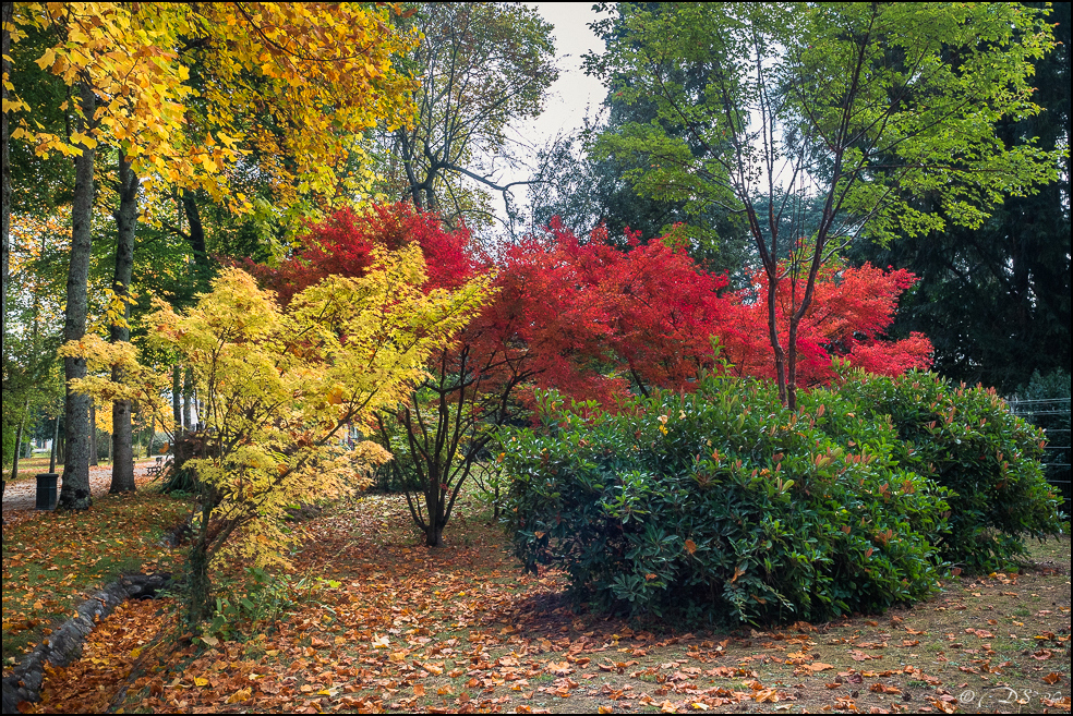 2015-10-25 - Les parures de l'Automne-37-800.jpg