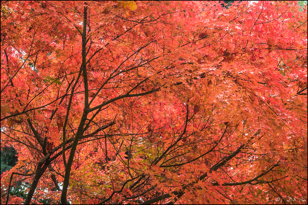 2015-10-25 - Les parures de l'Automne-42-800.jpg