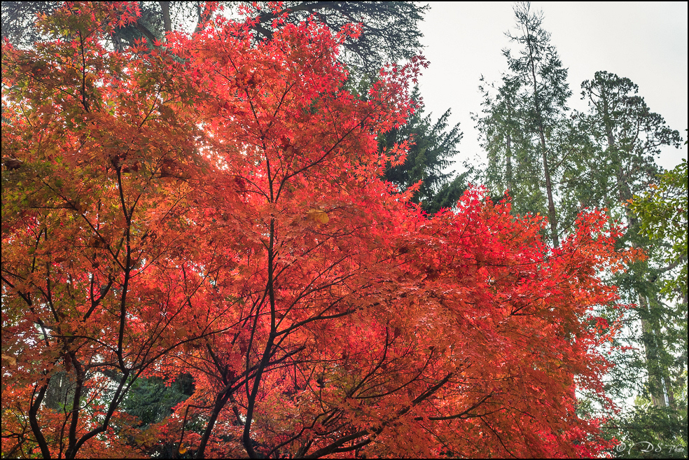 2015-10-25 - Les parures de l'Automne-44-800.jpg