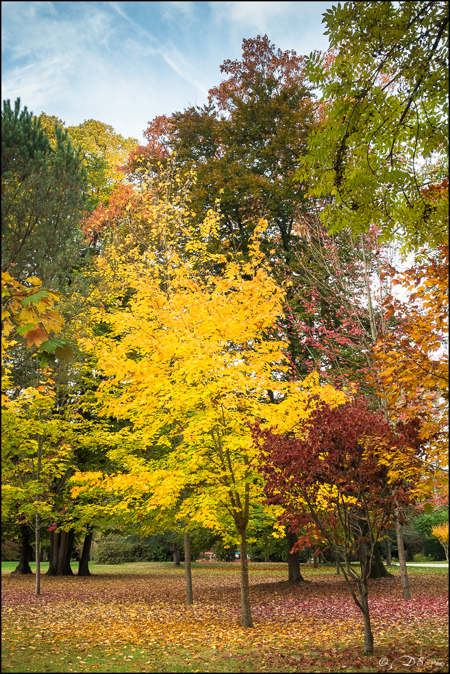 2015-10-25 - Les parures de l'Automne-48-800.jpg