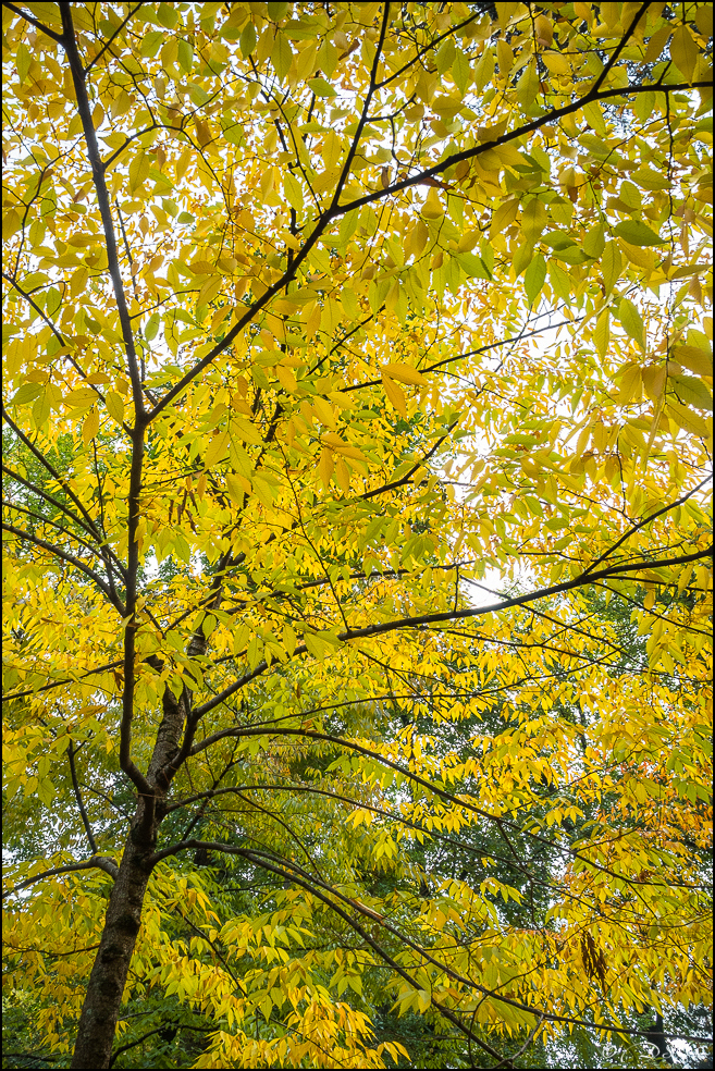 2015-10-25 - Les parures de l'Automne-52-800.jpg