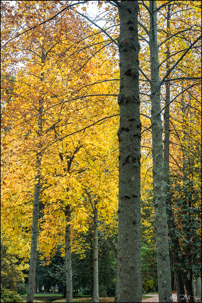 2015-10-25 - Les parures de l'Automne-101-800.jpg