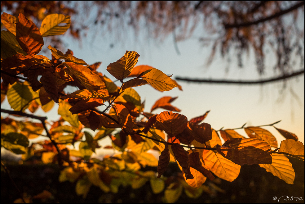 2015-11-08 - Les parures de l'automne-116-800.jpg