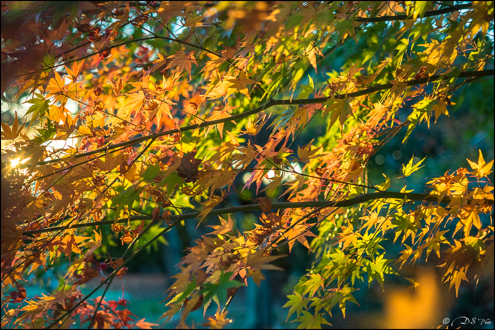 2015-11-08 - Les parures de l'automne-104-800.jpg