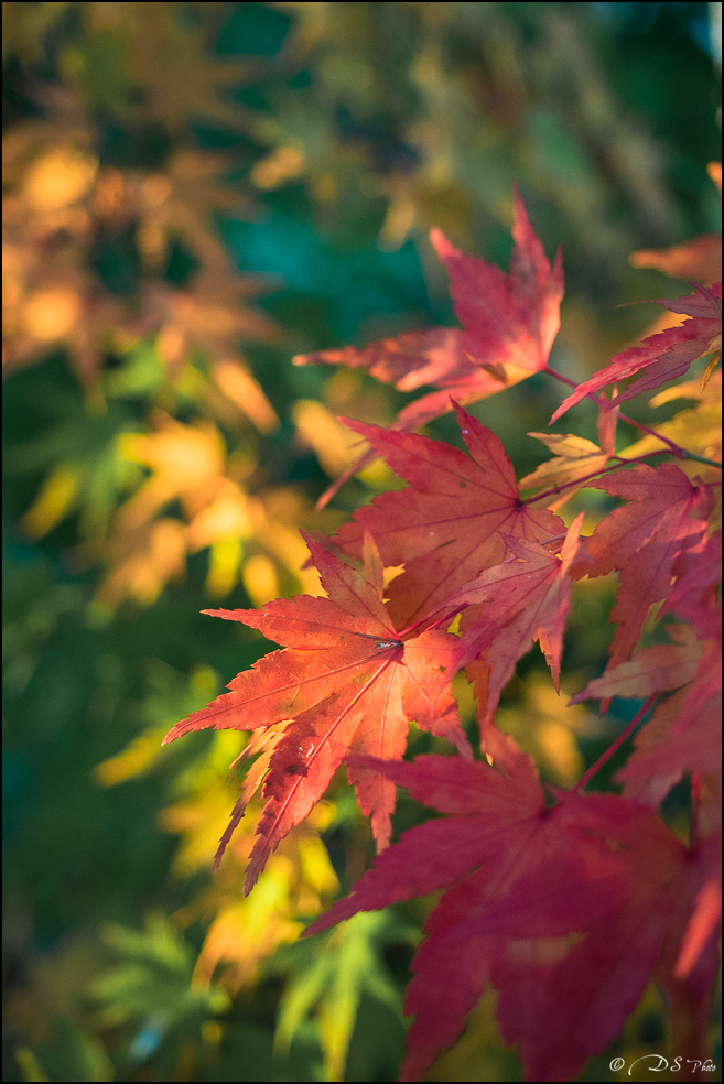 2015-11-08 - Les parures de l'automne-103-800.jpg