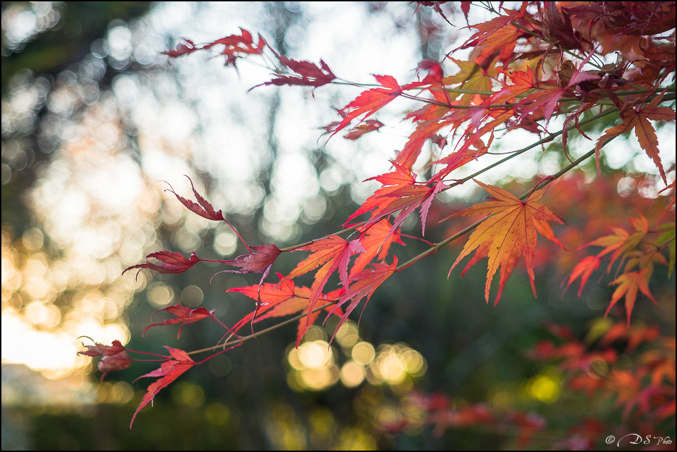 2015-11-08 - Les parures de l'automne-88-800.jpg