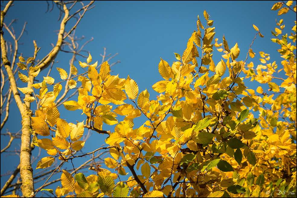 2015-11-08 - Les parures de l'automne-80-800.jpg