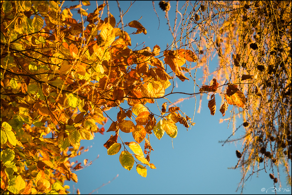 2015-11-08 - Les parures de l'automne-73-800-2.jpg