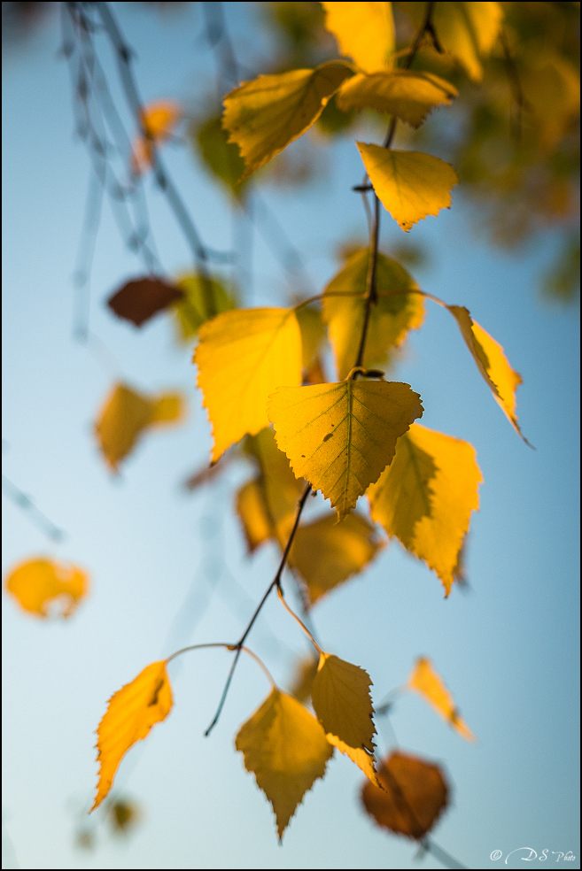 2015-11-08 - Les parures de l'automne-52-800.jpg