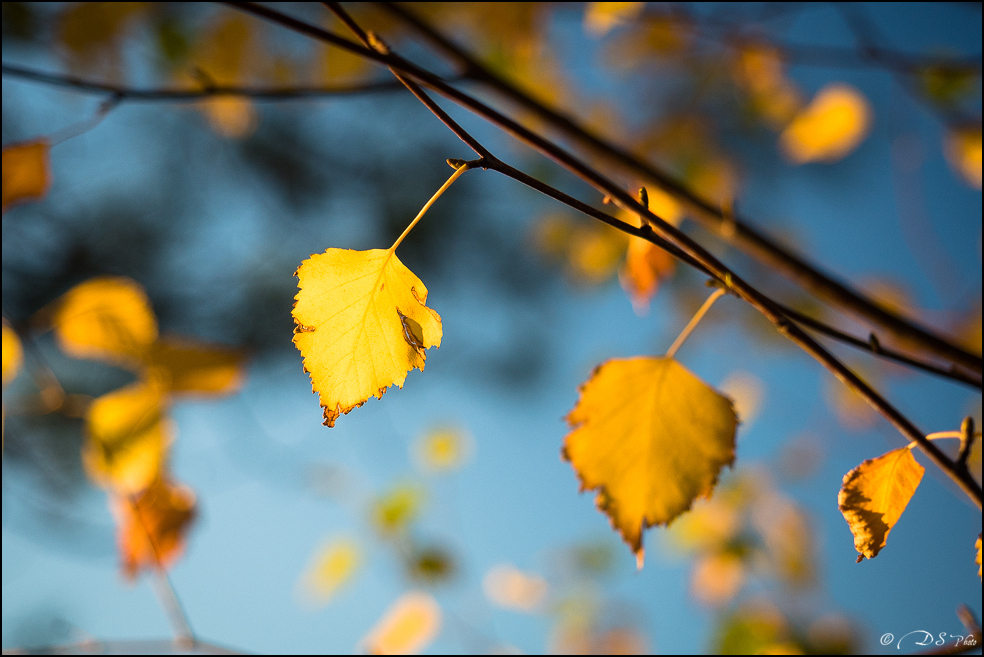 2015-11-08 - Les parures de l'automne-49-800.jpg