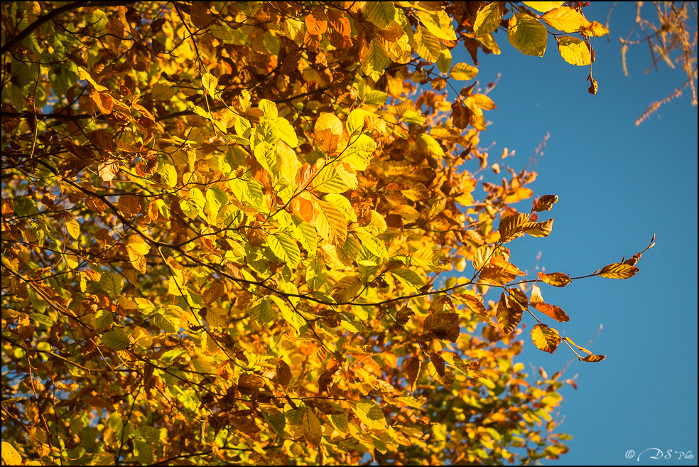 2015-11-08 - Les parures de l'automne-23-800.jpg