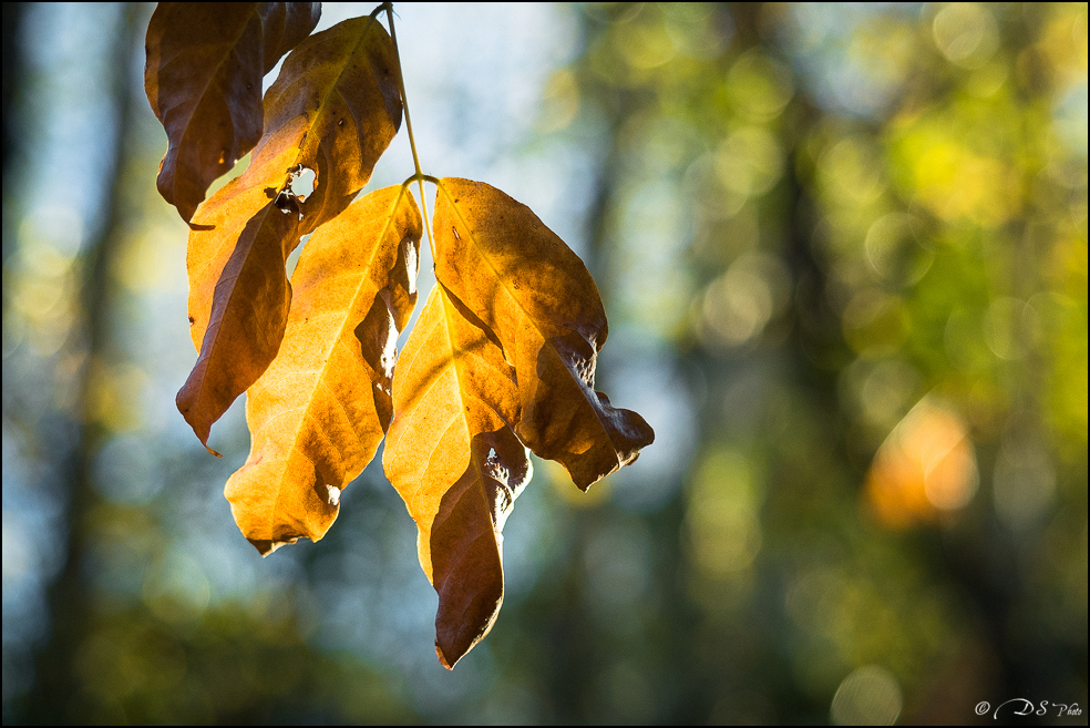 2015-11-08 - Les parures de l'automne-13-800.jpg