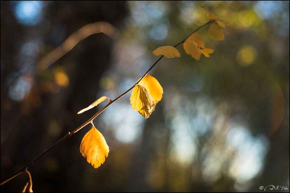 2015-11-08 - Les parures de l'automne-10-800.jpg