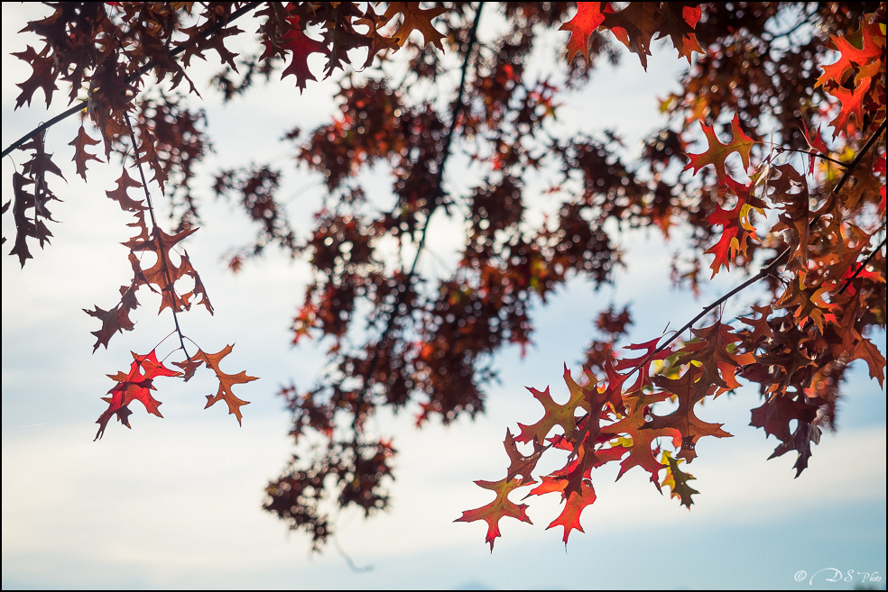 2015-11-10 - Les parures d'automne-3-800.jpg